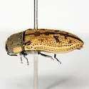 Acmaeodera gillespiensis - photo 4