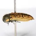 Acmaeodera gillespiensis - photo 5