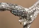 Acmaeodera griffithi - Acmaeodera griffithi
