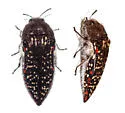 Acmaeodera griffithi - photo 2