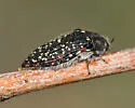 Acmaeodera griffithi - photo 4