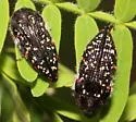 Acmaeodera griffithi - photo 5