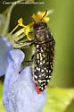 Acmaeodera haemorrhoa