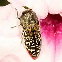 Acmaeodera haemorrhoa - photo 4