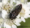 Acmaeodera haemorrhoa - photo 5