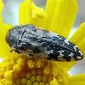 Acmaeodera hepburnii - photo 2
