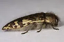 Acmaeodera hepburnii - photo 3