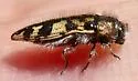 Acmaeodera hepburnii - photo 5