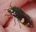 Holsten's Flower Buprestid - photo 2