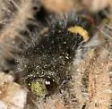 Holsten's Flower Buprestid - photo 4