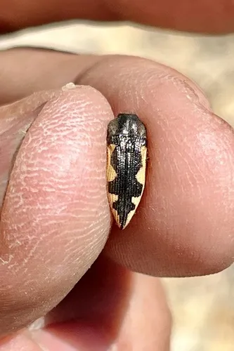 Acmaeodera horni
