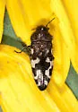 Acmaeodera idahoensis - photo 3