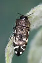 Acmaeodera idahoensis - photo 4