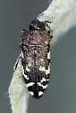 Acmaeodera idahoensis - photo 5