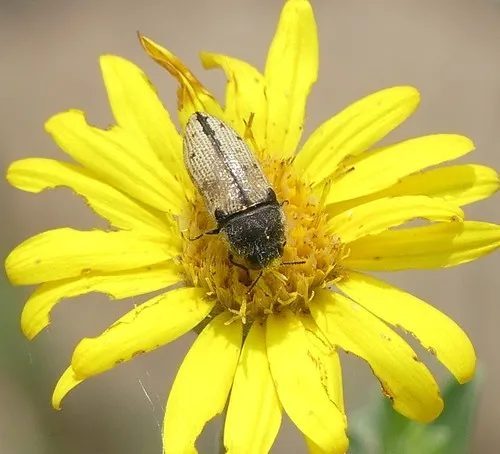 Acmaeodera immaculata - Acmaeodera immaculata