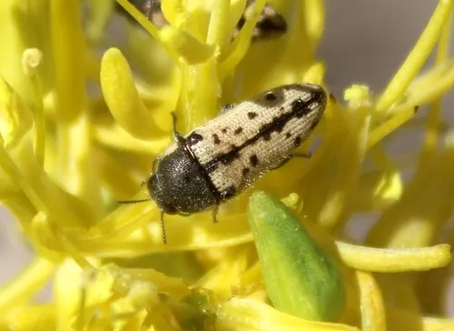 Acmaeodera immaculata - photo 2