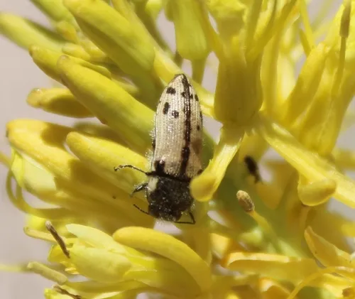 Acmaeodera immaculata - photo 3