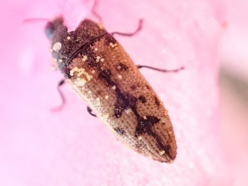 Acmaeodera immaculata - photo 4