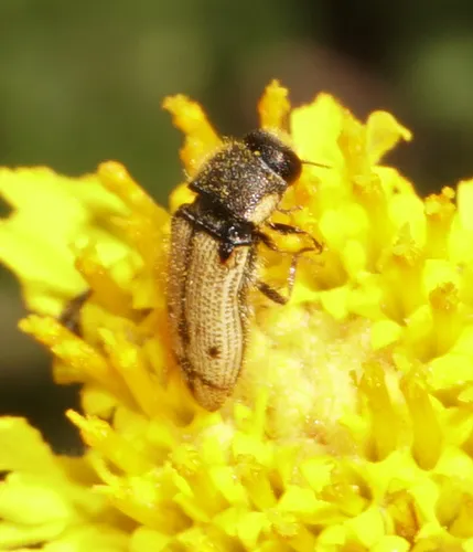 Acmaeodera immaculata - photo 5