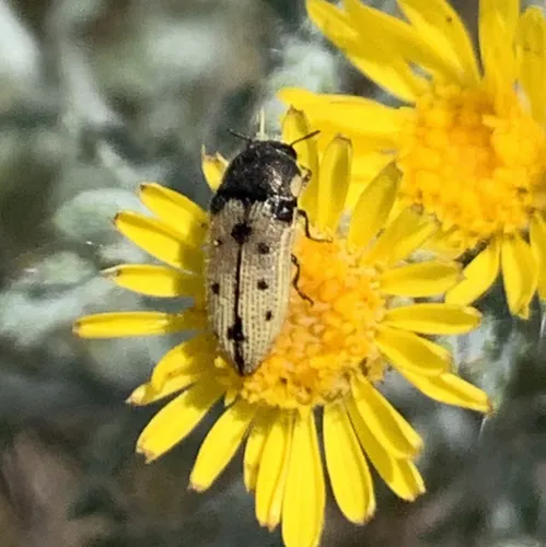 Acmaeodera immaculata - photo 6