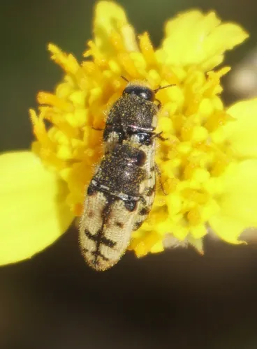 Acmaeodera immaculata - photo 7