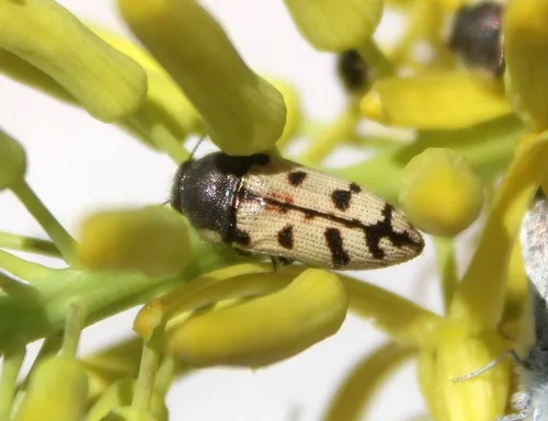 Acmaeodera immaculata - photo 8
