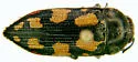 Acmaeodera jocosa - Acmaeodera jocosa