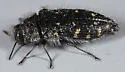 Acmaeodera knowltoni - photo 2