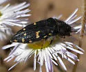 Acmaeodera knowltoni - photo 4