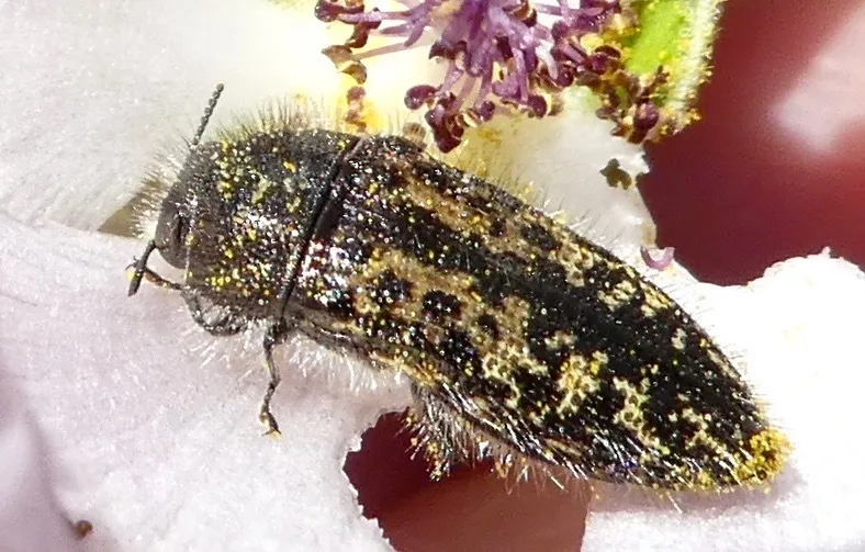 Acmaeodera labyrinthica - photo 2