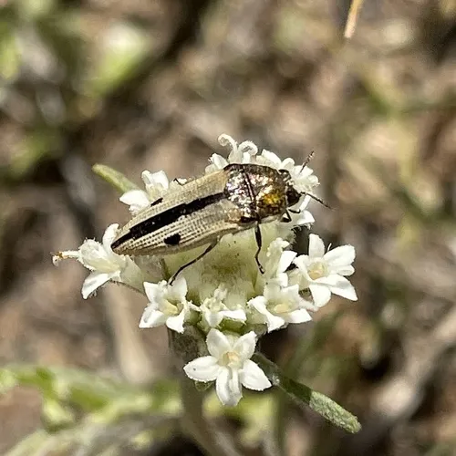 Acmaeodera latiflava