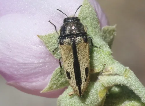 Acmaeodera latiflava - photo 2