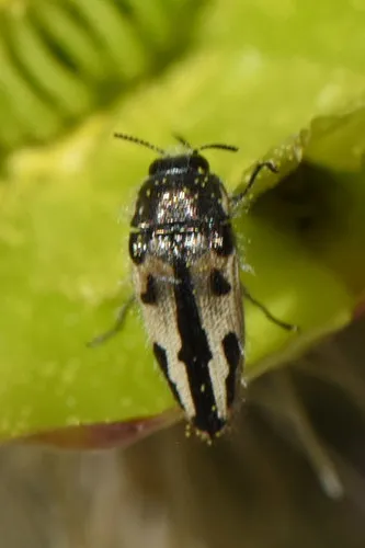 Acmaeodera latiflava - photo 3