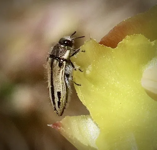 Acmaeodera latiflava - photo 4