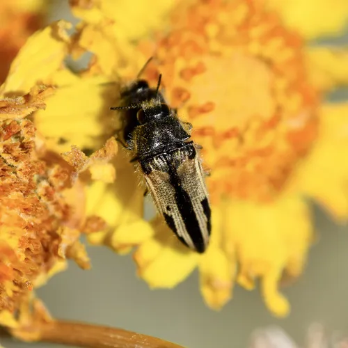 Acmaeodera latiflava - photo 5