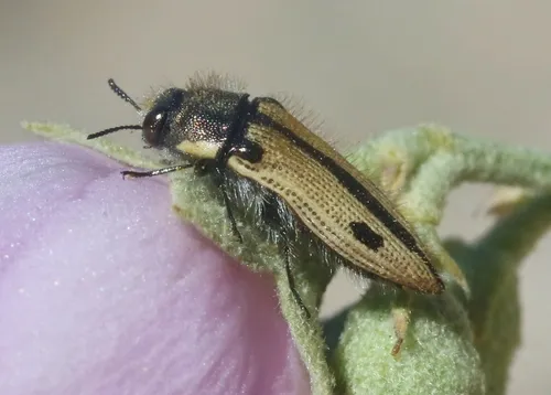 Acmaeodera latiflava - photo 6
