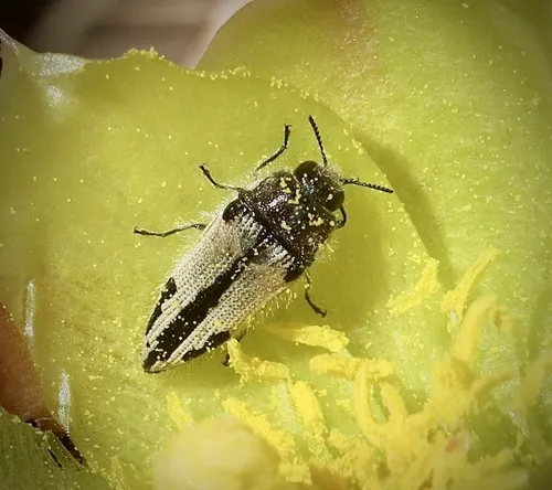 Acmaeodera latiflava - photo 7