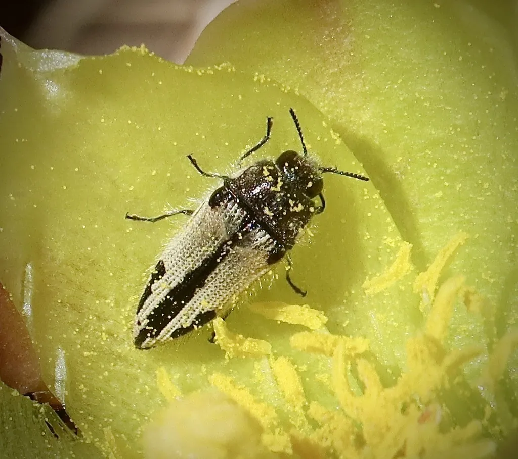 Acmaeodera latiflava - photo 8