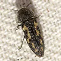 Acmaeodera ligulata - photo 2