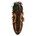 Acmaeodera ligulata - photo 3