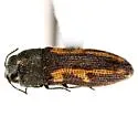 Acmaeodera ligulata - photo 4