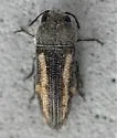 Acmaeodera ligulata - photo 5
