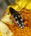 Acmaeodera linsleyi - photo 4