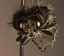 Acmaeodera lupinae - photo 5