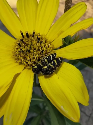 Acmaeodera macra - photo 2