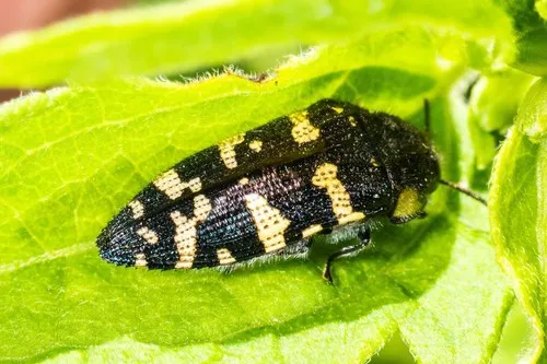 Acmaeodera macra - photo 3