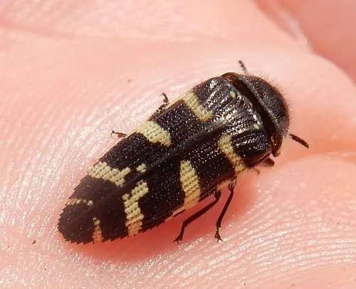 Acmaeodera macra - photo 5