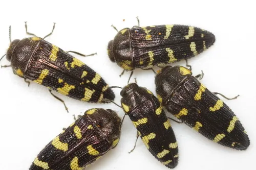 Acmaeodera macra - photo 6
