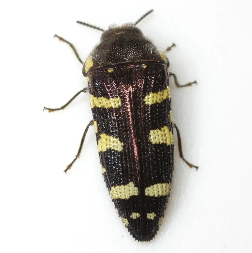 Acmaeodera macra - photo 7