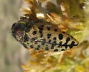 Acmaeodera maculifera - Acmaeodera maculifera